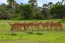 Lake Manyara Impala herd 
