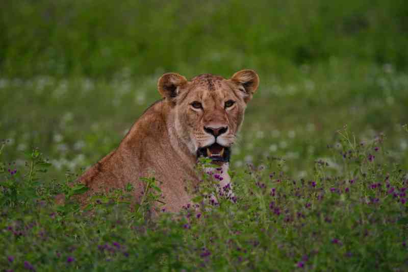 Ngorongoro Lioness