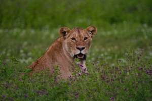 Ngorongoro Lioness