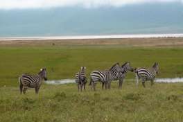 Ngorongoro Zebra 