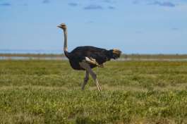 Serengeti Ostrich 