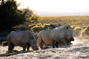 Mont Eco White Rhino