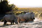 Mont Eco White Rhino 