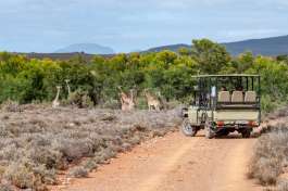 Safari Vehicle and Giraffe 