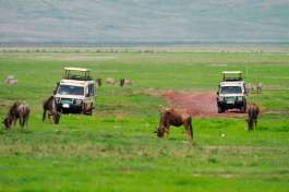 Safari Vehicles in Serengeti 