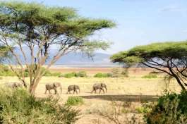 Elephants at Lake Manyara 