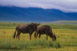 Wildebeest in Ngorongoro 