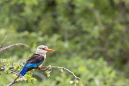 Grey-headed Kingfisher at Lake Manyara 