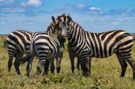 Zebra in Serengeti 