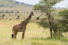 Serengeti Giraffe 