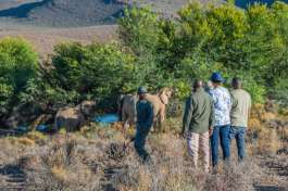 Elephants encounter on Game Walk  