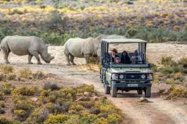Safari Vehicle with Rhino 