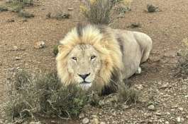 Lion at Mont Eco Game Reserve 