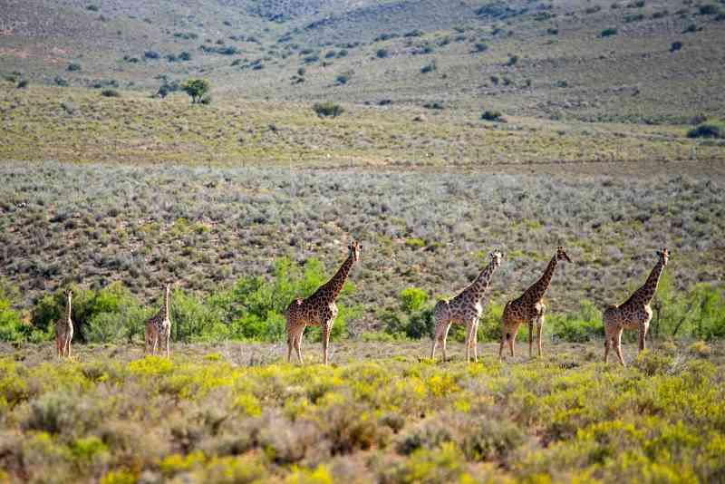 Giraffe at Mont Eco Private Game Reserve