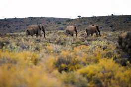 Mont Eco Game Reserve Elephants 