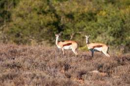 Springbok at Mont Eco 