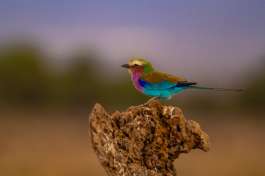 Lilac Breasted Roller Amboseli 