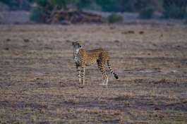 Amboseli Cheetah 