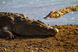 Maasai mara Crocodiles 