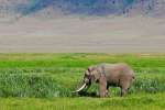 Ngorongoro Elephant Bull 