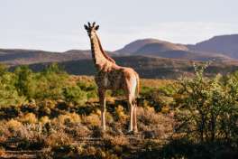 Giraffe at Mont Eco 