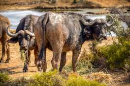 Buffalo at waterhole in Mont Eco Game Reserve 