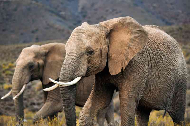 Mont Eco Game Reserve Elephants
