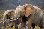 Mont Eco Game Reserve Elephants 