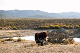 Mont Eco Cape Buffalo 