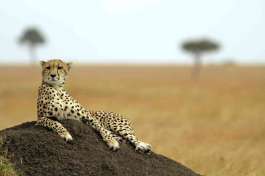 Cheetah in the Masai Mara 