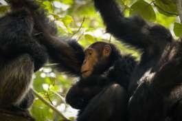 Chimpanzees in Budongo Forest Uganda  