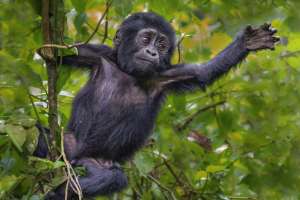Gorilla Trekking Uganda