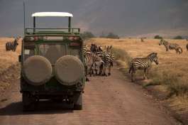 Serengeti Game Drive 