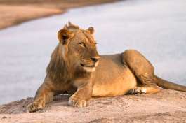 Lion in South Luangwa National Park 