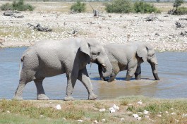 Etosha elephant  by Joachim Huber