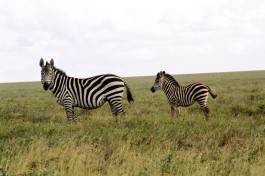 Zebra 