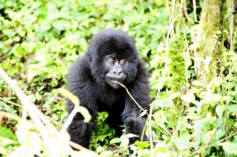 Gorilla 