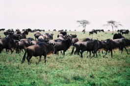 Wildebeest 