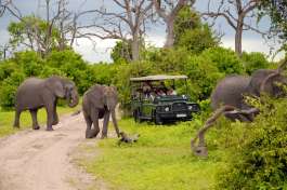Chobe Game drive vehicle 