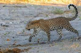 Chobe National Park Leopard  