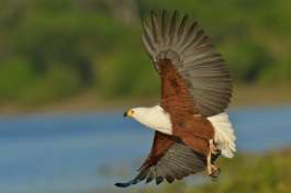 African Fish Eagle in Chobe 
