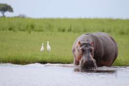 Hippo in Chobe River 
