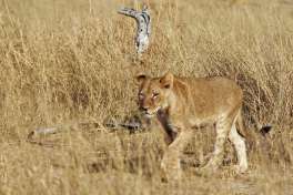 Hwange Young Lion 