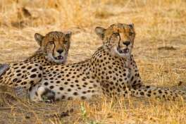 Cheetah in Hwange  