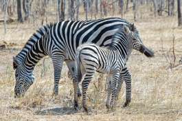 Hwange National Park Zebra 