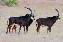 Southern Africa safari, Hwange sable 