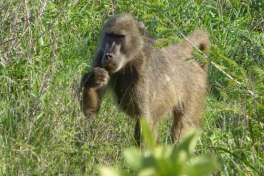 Baboon in Greater Kruger 