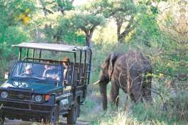 Open Game drive Vehicle and Elephant 