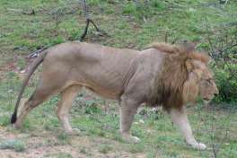 Lion In Kruger National Park 