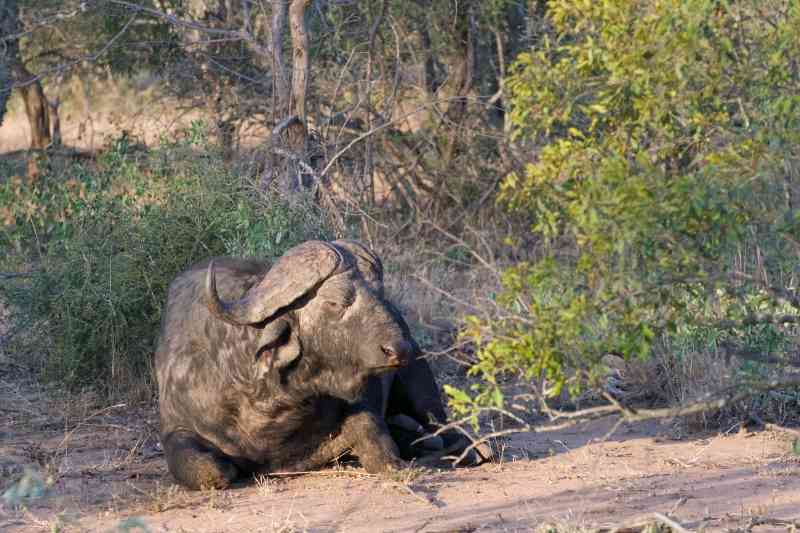 Kruger Buffalo Bull